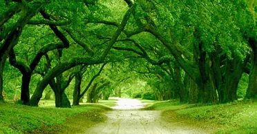 20090403-green-path-trees.jpg